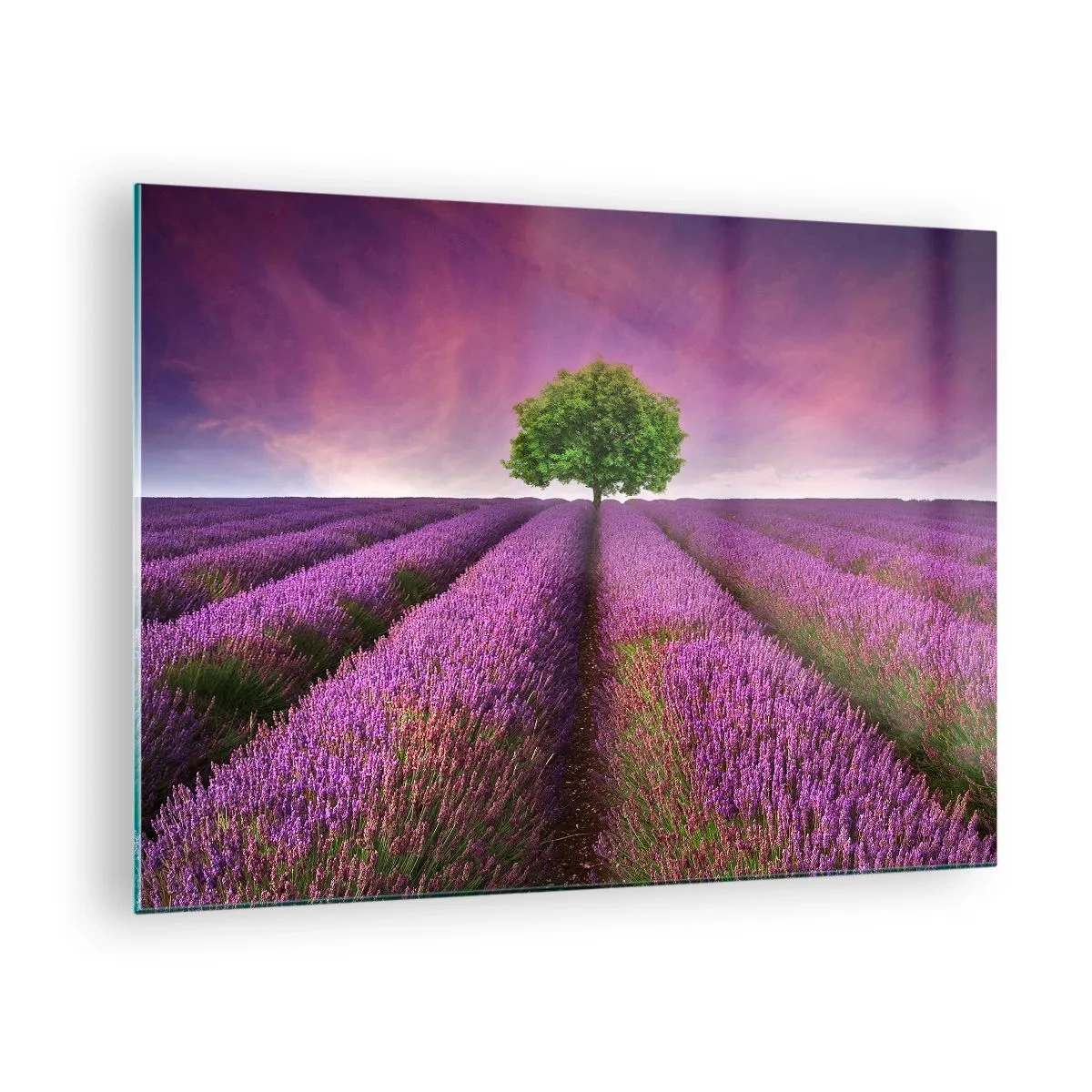 Impression sur verre - Image sur verre - Un champ de lavande avec un arbre solitaire contre le ciel - 70x50cm - Dans un champs de lavande - Décoration murale moderne pour le salon et la chambre ARTTOR