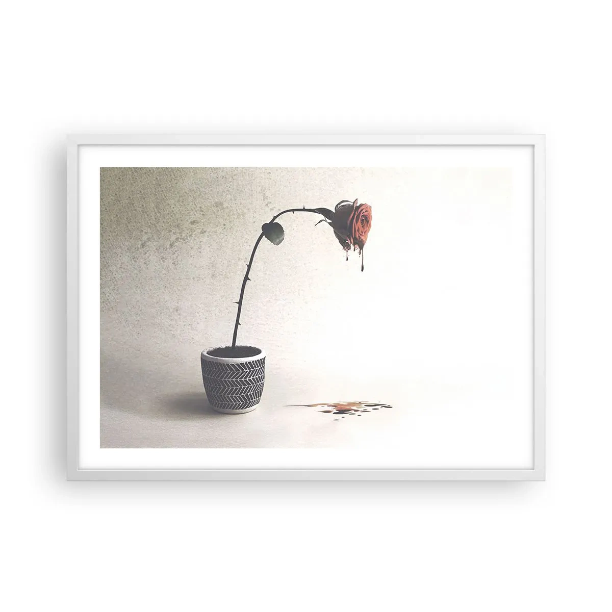 Affiche dans un cadre blanc - Poster - Rosa dolorosa - 70x50 cm