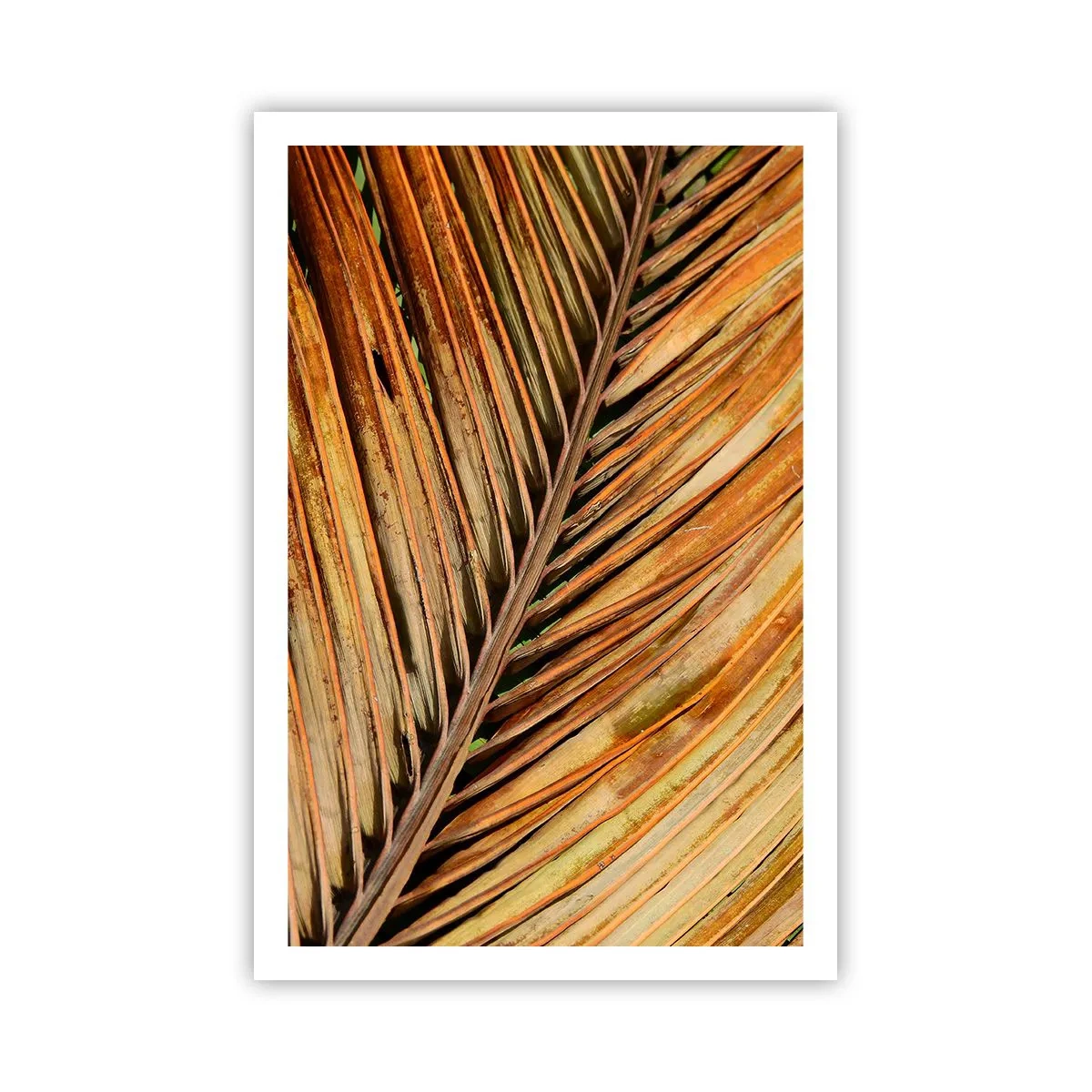 Affiche - Poster - Or de noix de coco - 61x91 cm