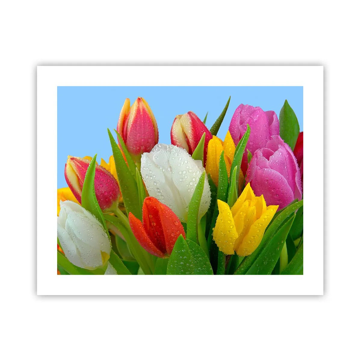 Affiche - Poster - Un arc-en-ciel fleuri en gouttes de rosée - 50x40 cm