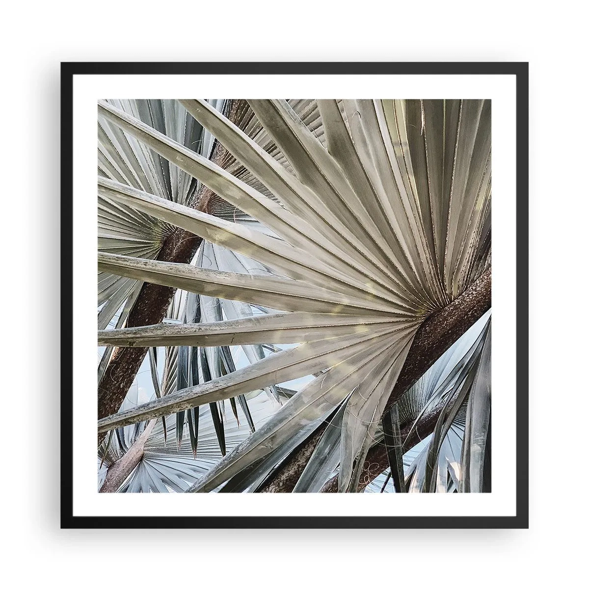 Affiche dans un cadre noir - Poster - Evantail sous les tropiques - 60x60 cm