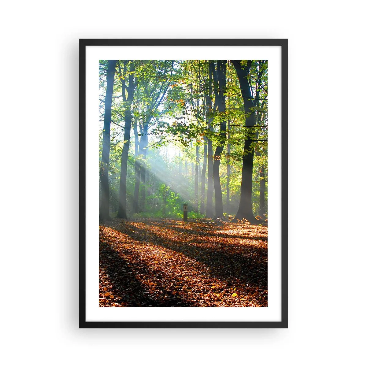 Affiche dans un cadre noir - Poster - Rayons de soleil dans la forêt d'automne - 50x70cm - Ombres et lumières - Décoration murale moderne pour le salon et la chambre ARTTOR