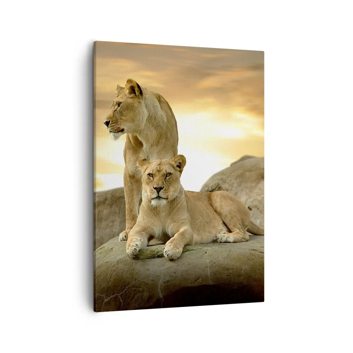 Impression sur toile - Image sur toile - Deux lionnes se reposant sur un rocher au coucher du soleil - 50x70cm - Majesté royale - Décoration murale moderne pour le salon et la chambre ARTTOR