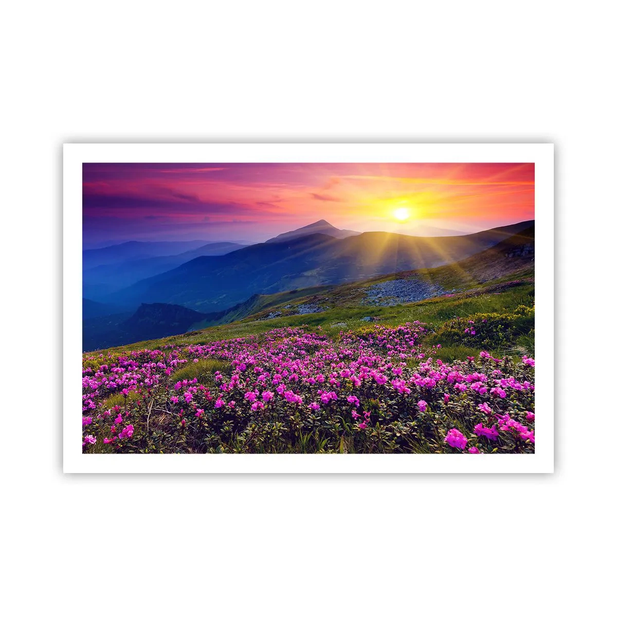 Affiche - Poster - … Et autour, ça sent le pin des montagnes et l'odeur de la prairie - 91x61 cm