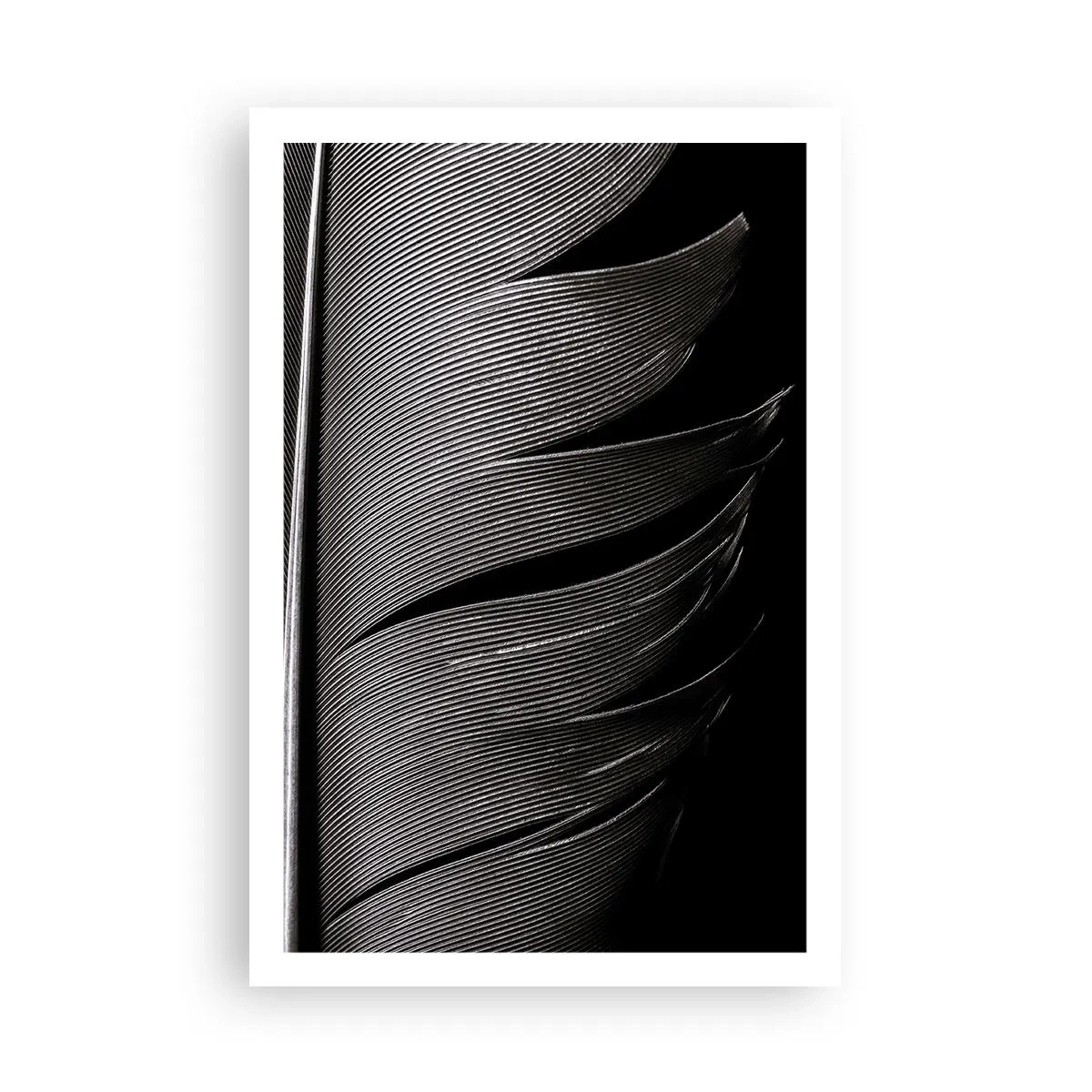 Affiche - Poster - La plume – un design magnifique - 61x91 cm