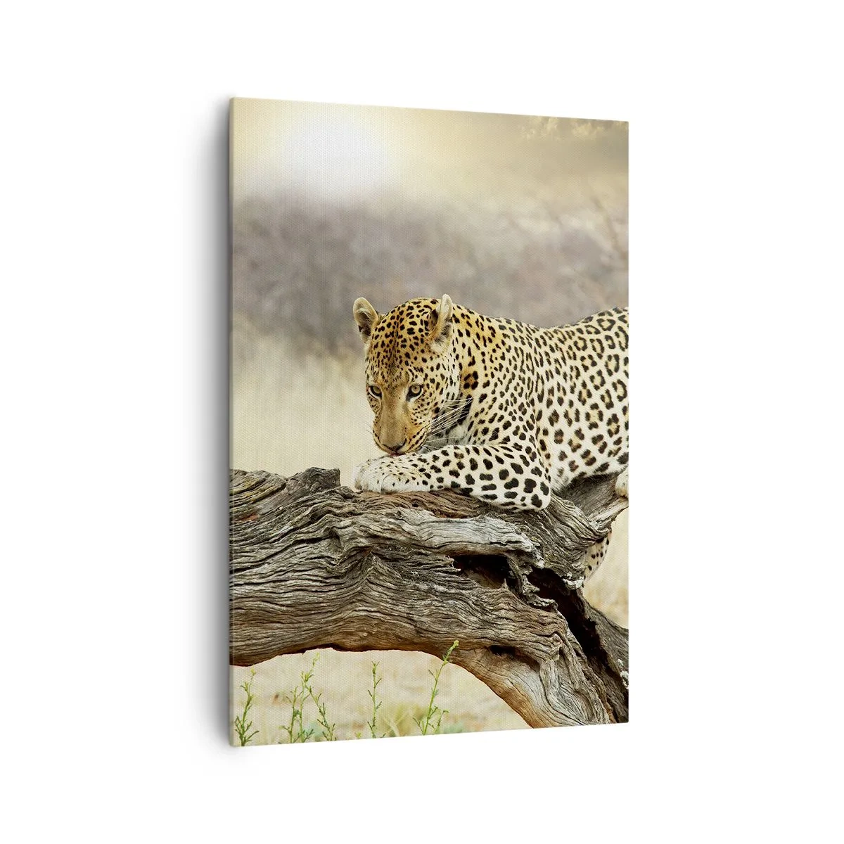 Impression sur toile - Image sur toile - Un léopard se reposant sur un tronc d'arbre dans la savane - 70x100cm - Je suis ma propre route - Décoration murale moderne pour le salon et la chambre ARTTOR