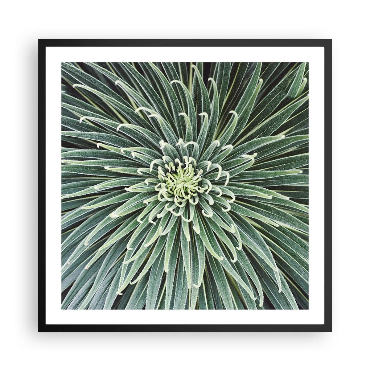 Affiche dans un cadre noir - Poster - Naissance d'une étoile - 60x60 cm