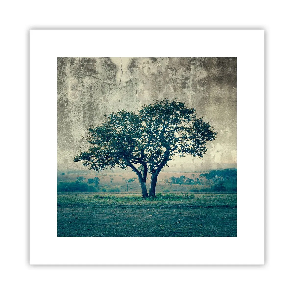 Affiche - Poster - Un pommier sur un champ bleu ? - 30x30 cm