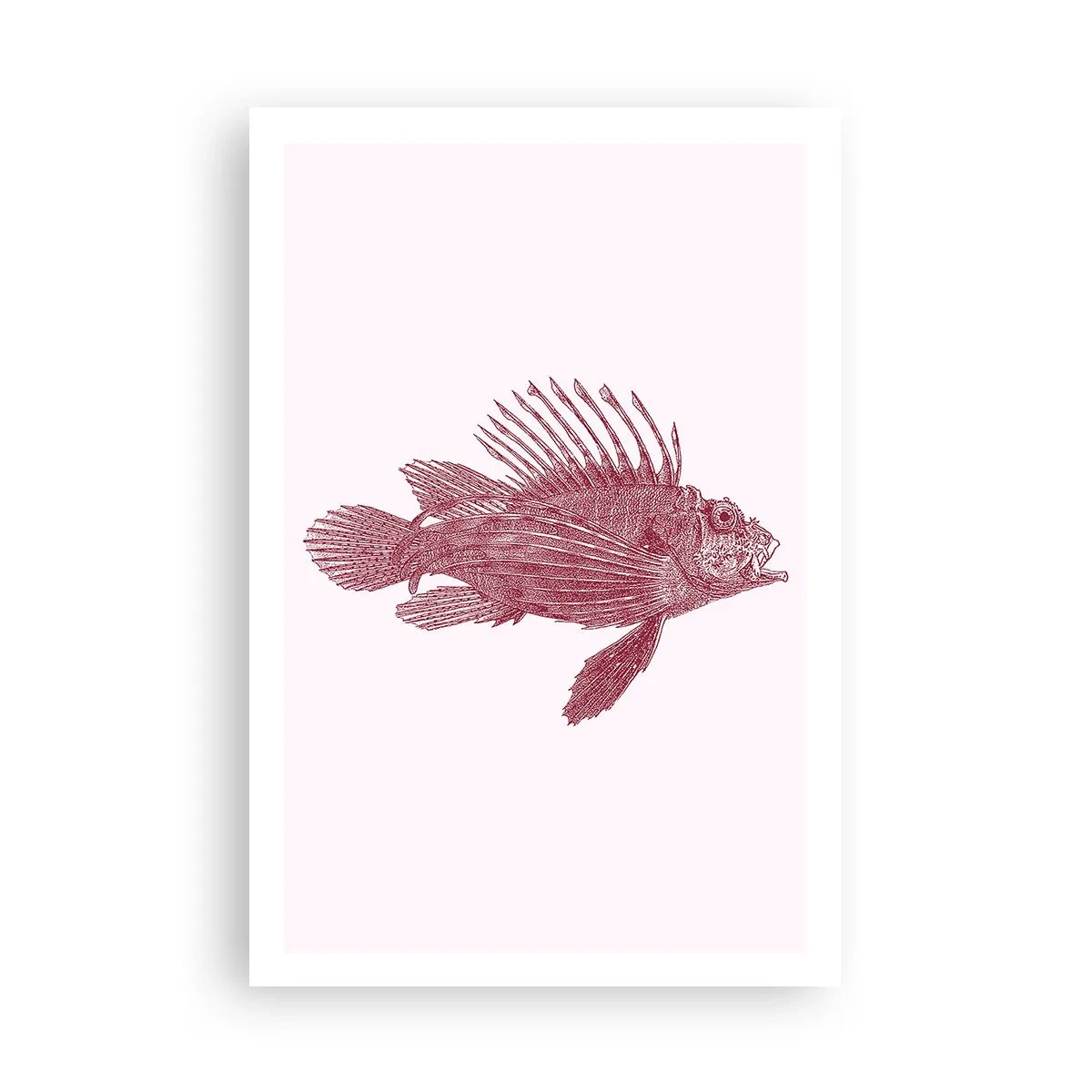 Affiche - Poster - Un habitant des eaux exotiques - 61x91 cm