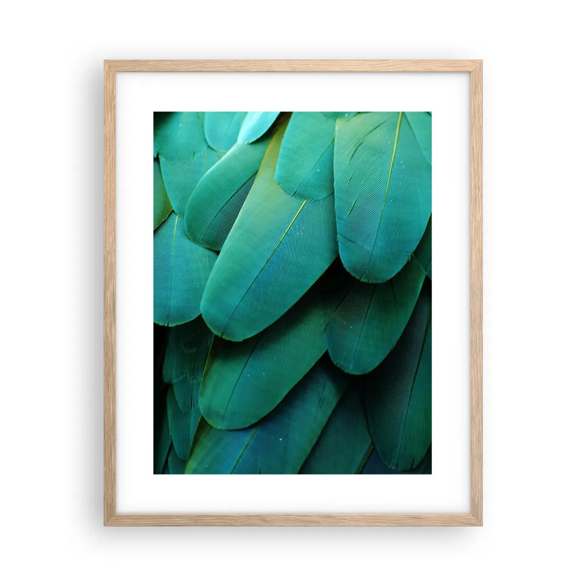 Affiche dans un chêne clair - Poster - Perfection de la nature du perroquet - 40x50 cm