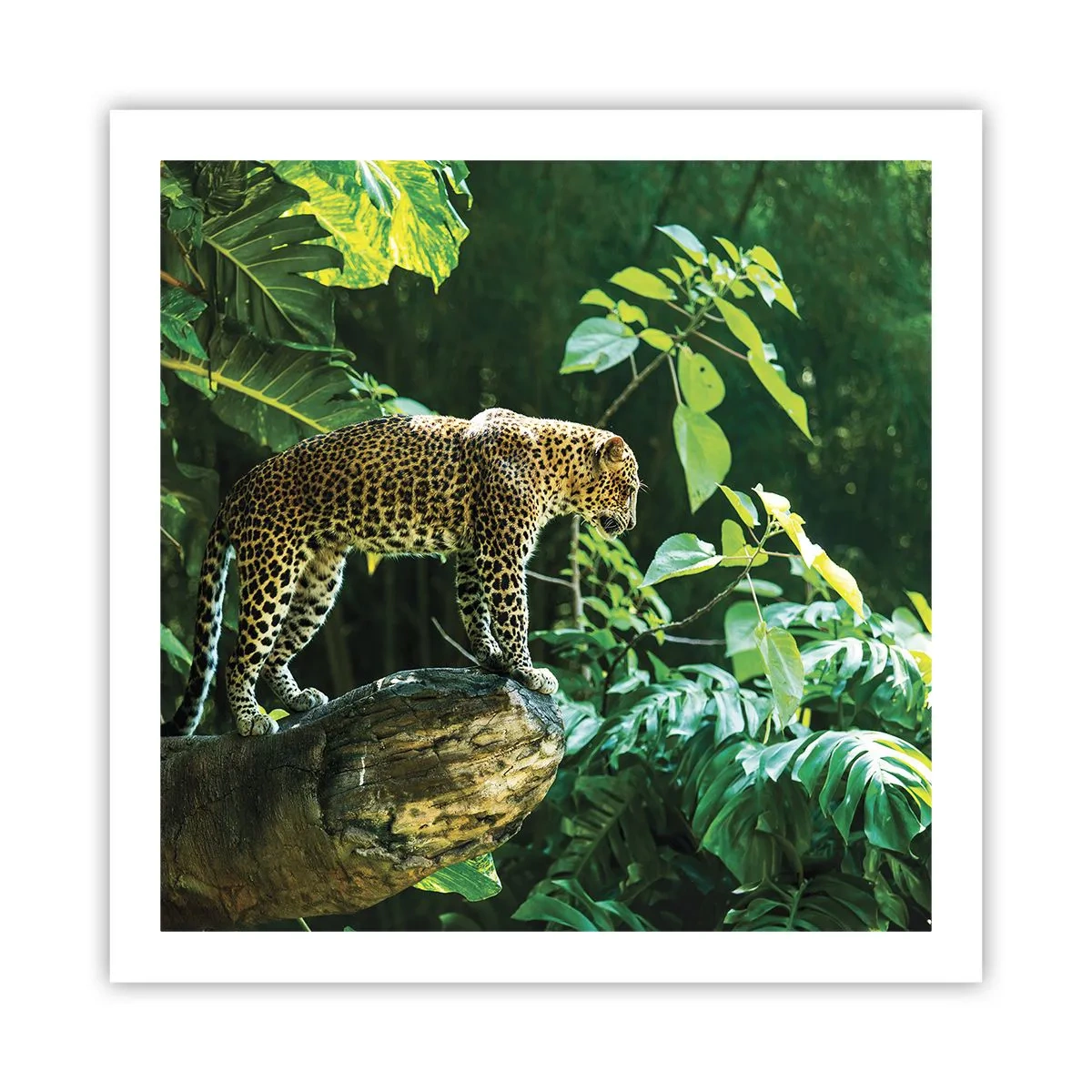 Affiche - Poster - À la chasse? - 60x60 cm