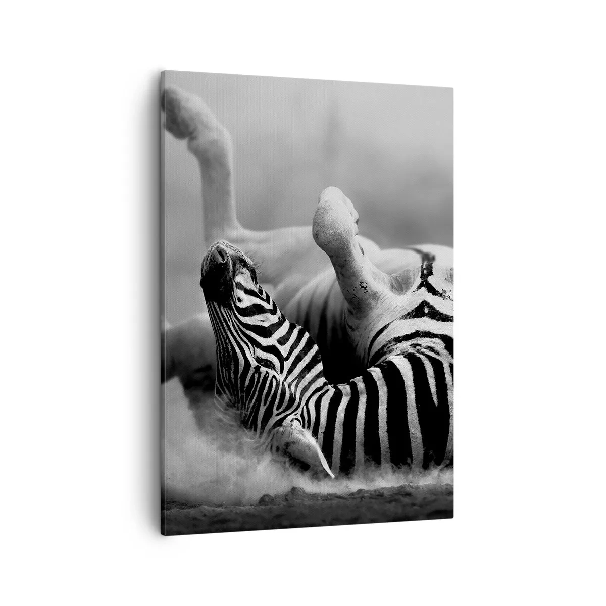 Impression sur toile - Image sur toile - Un zèbre noir et blanc se roulant dans le sable - 50x70cm - Pas uniquement le cheval en rirait - Décoration murale moderne pour le salon et la chambre ARTTOR