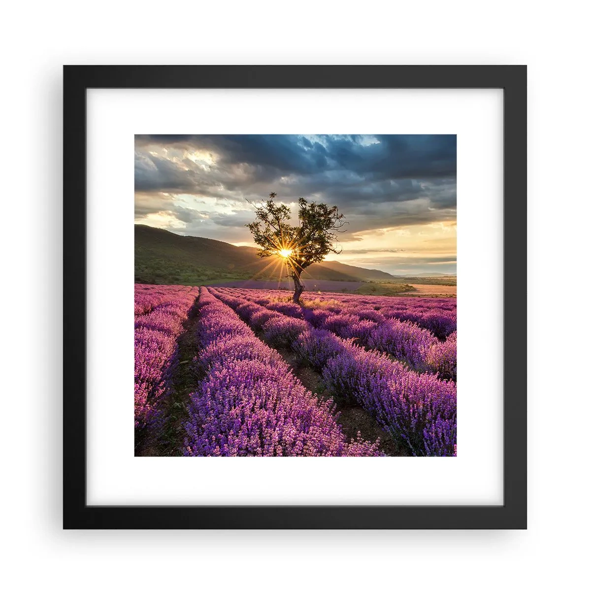 Affiche dans un cadre noir - Poster - Arôme de couleur lilas - 30x30 cm