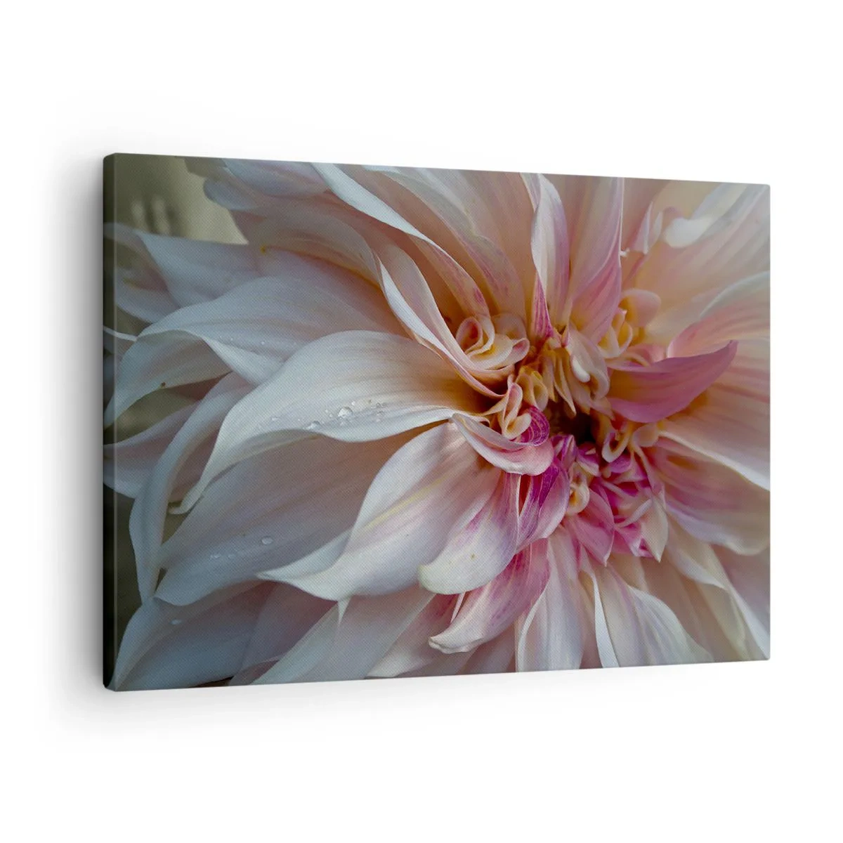 Impression sur toile - Image sur toile - Gros plan de délicats pétales de fleurs roses avec des gouttes d'eau - 70x50cm - Fraîcheur fleurissante - Décoration murale moderne pour le salon et la chambre ARTTOR