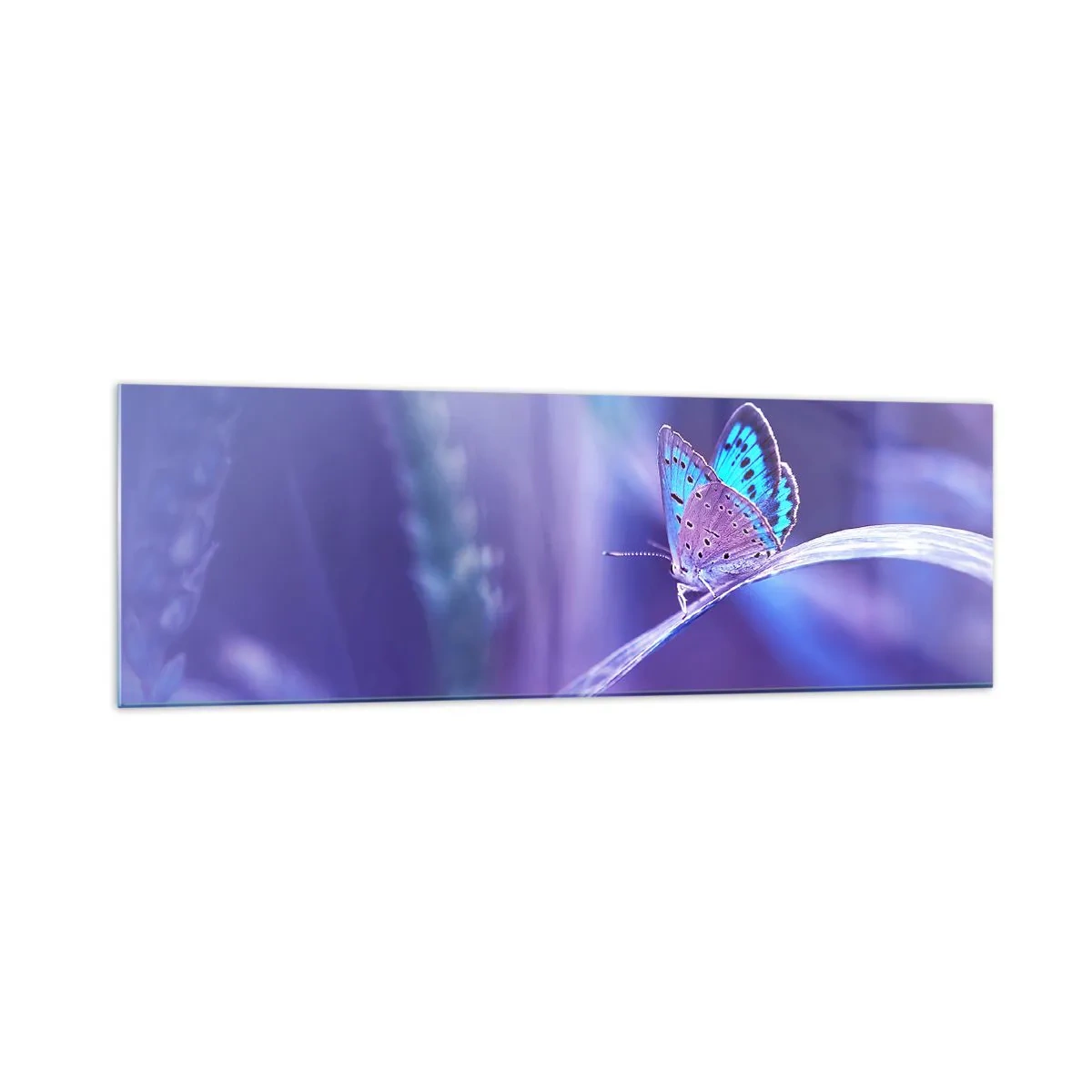 Impression sur verre - Image sur verre - Un délicat papillon bleu sur une tige dans une lumière violette - 160x50cm - Un joyau de la nature - Décoration murale moderne pour le salon et la chambre ARTTOR