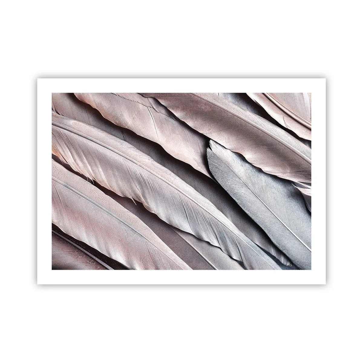 Affiche - Poster - En argent rose - 70x50 cm