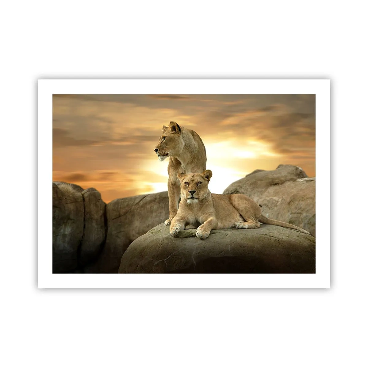 Affiche - Poster - Majesté royale - 70x50 cm