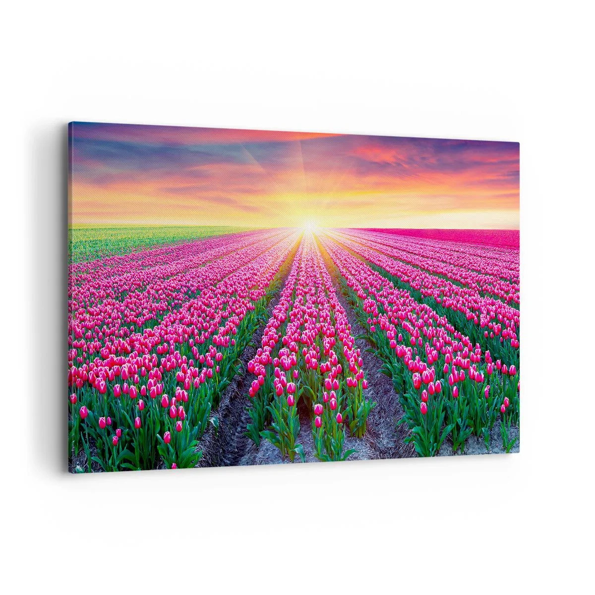 Impression sur toile - Image sur toile - Un champ de tulipes au coucher du soleil - 100x70cm - Ferme de la beauté - Décoration murale moderne pour le salon et la chambre ARTTOR
