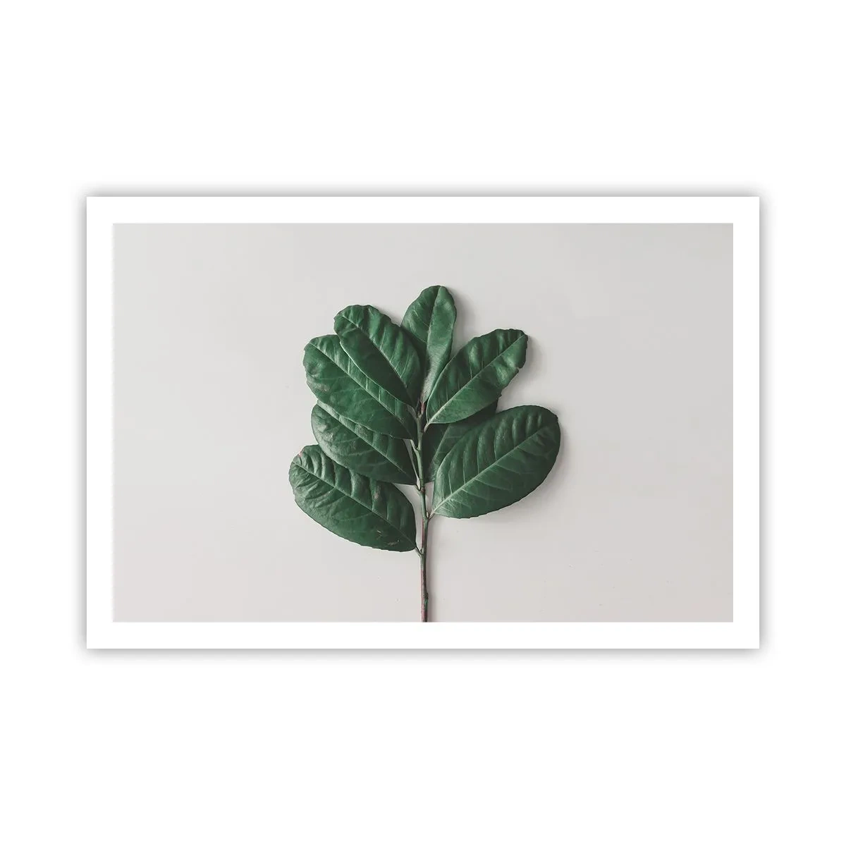 Affiche - Poster - Dessin de la nature elle-même - 91x61 cm