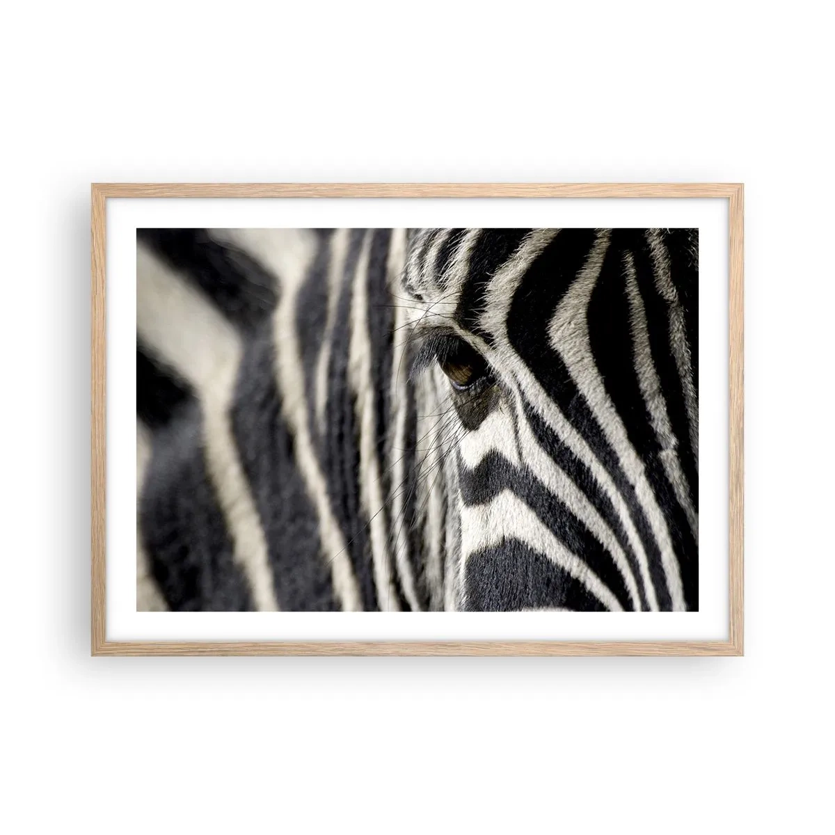 Affiche dans un chêne clair - Poster - Portrait en rayure - 70x50 cm