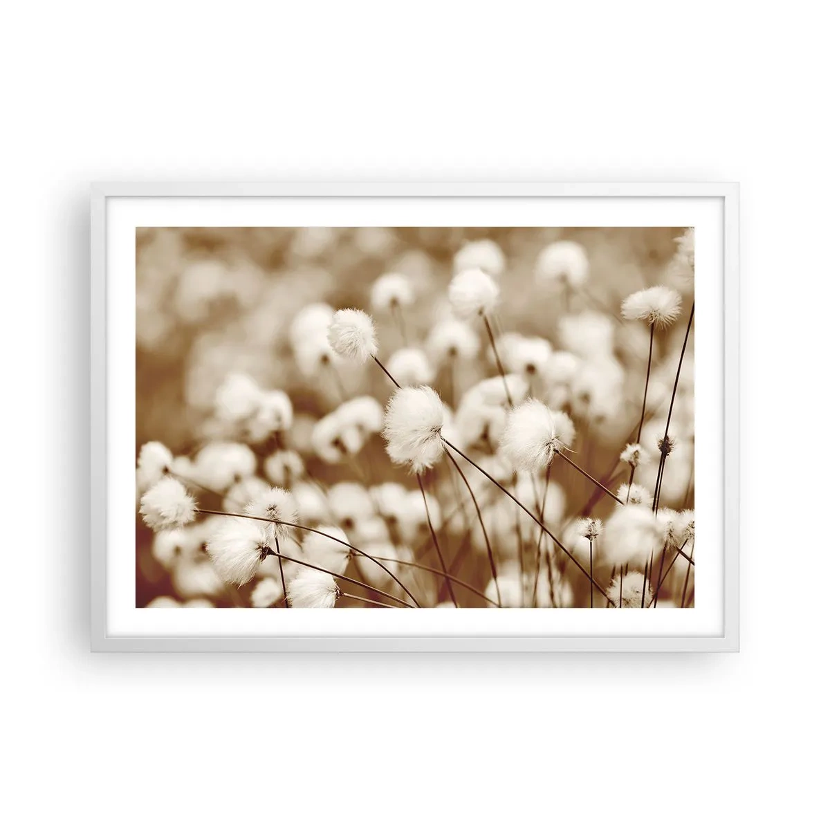 Affiche dans un cadre blanc - Poster - Tige moelleuse - 70x50 cm