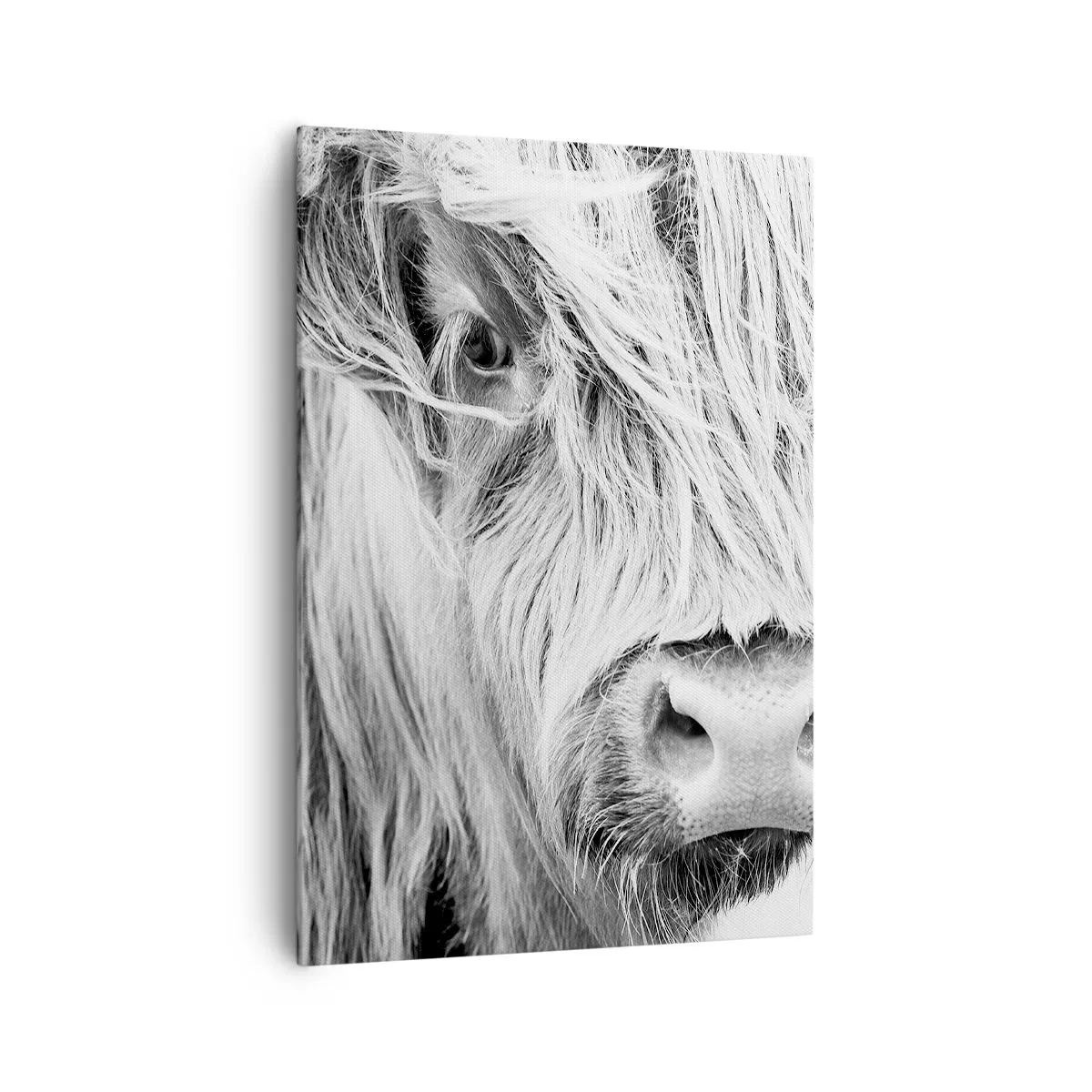 Impression sur toile - Image sur toile - Portrait d'une vache écossaise en noir et blanc - 70x100cm - Sauvagerie écossaise - Décoration murale moderne pour le salon et la chambre ARTTOR