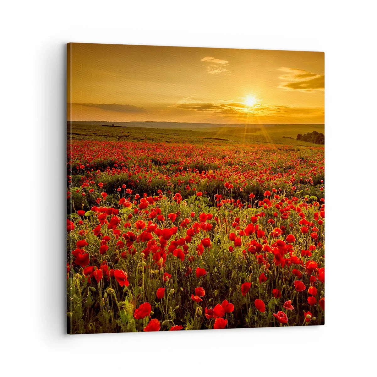 Impression sur toile - Image sur toile - Parmi les vagues des prairies bruissantes, parmi les fleurs du déluge - 60x60 cm
