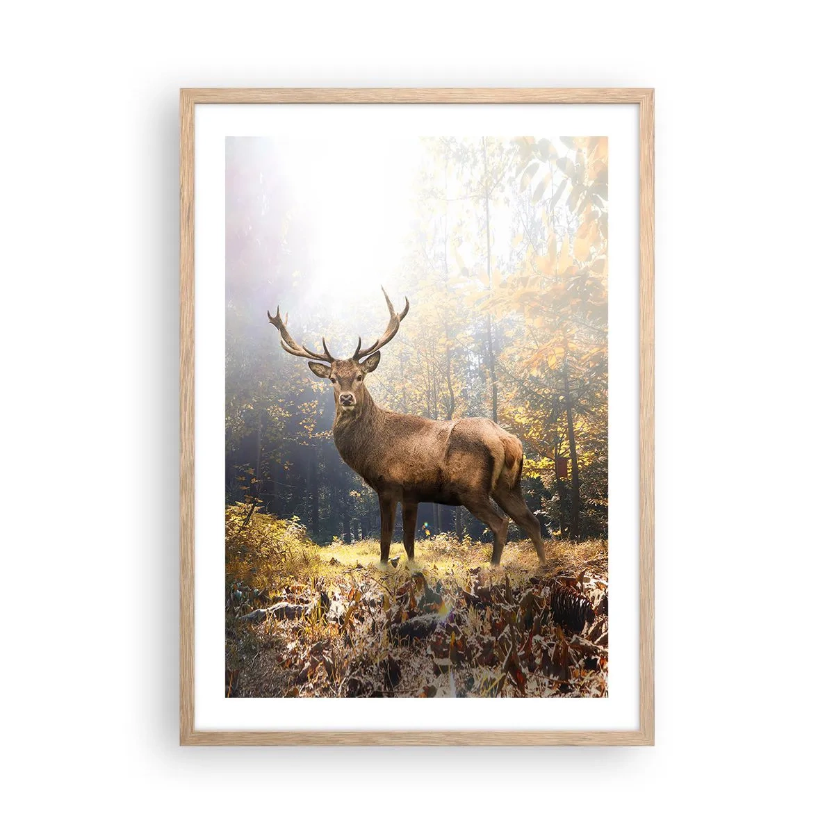 Affiche dans un chêne clair - Poster - Toute sa majesté - 50x70 cm