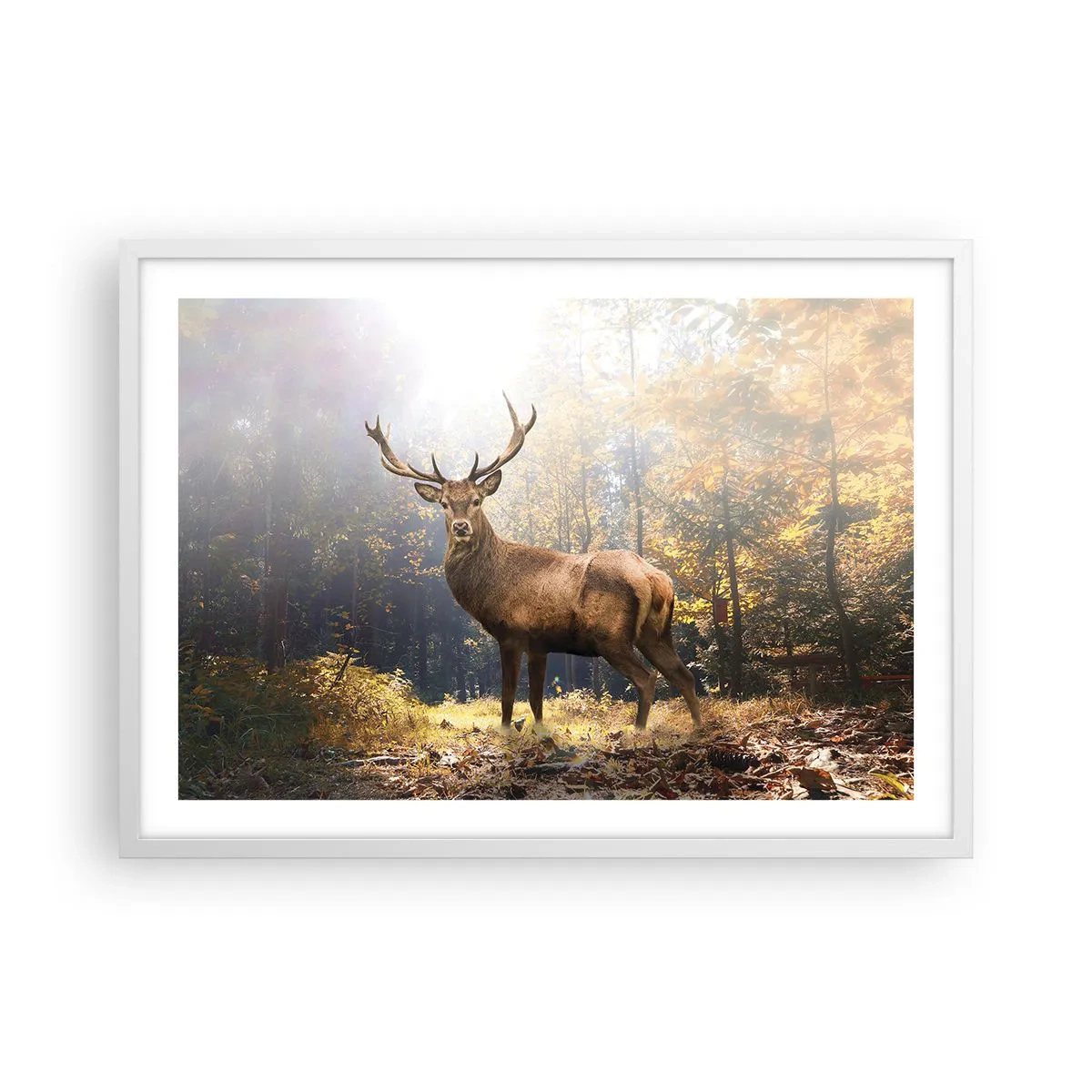 Affiche dans un cadre blanc - Poster - Toute sa majesté - 70x50 cm