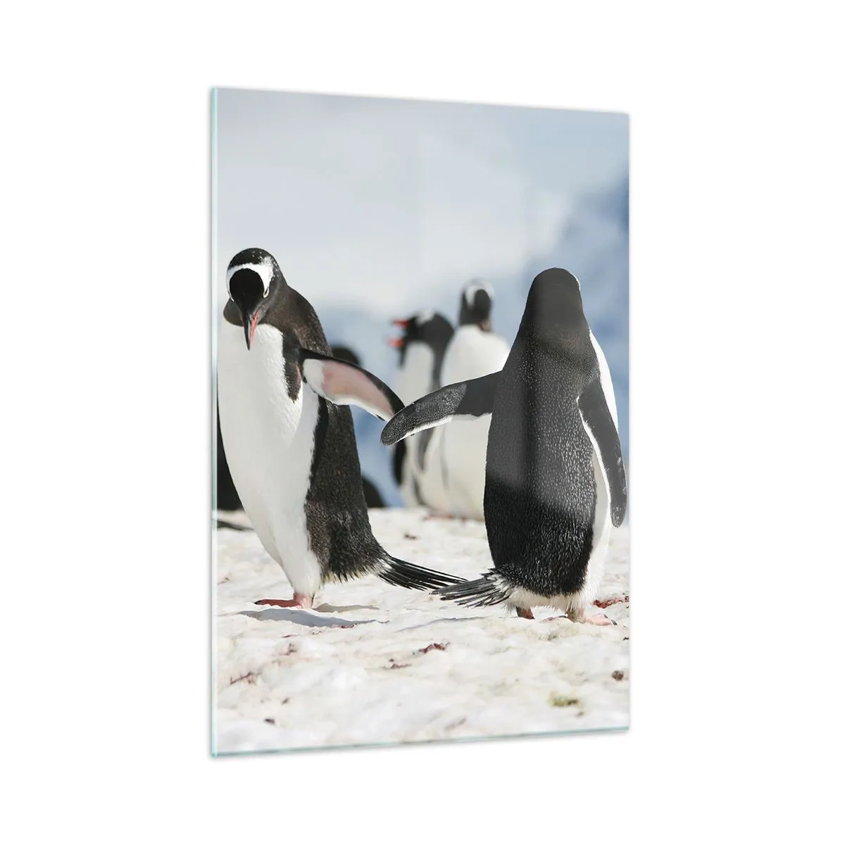 Impression sur verre - Image sur verre - Pingouins dans la neige dans un paysage polaire - 50x70cm - Danser dans la neige - Décoration murale moderne pour le salon et la chambre ARTTOR