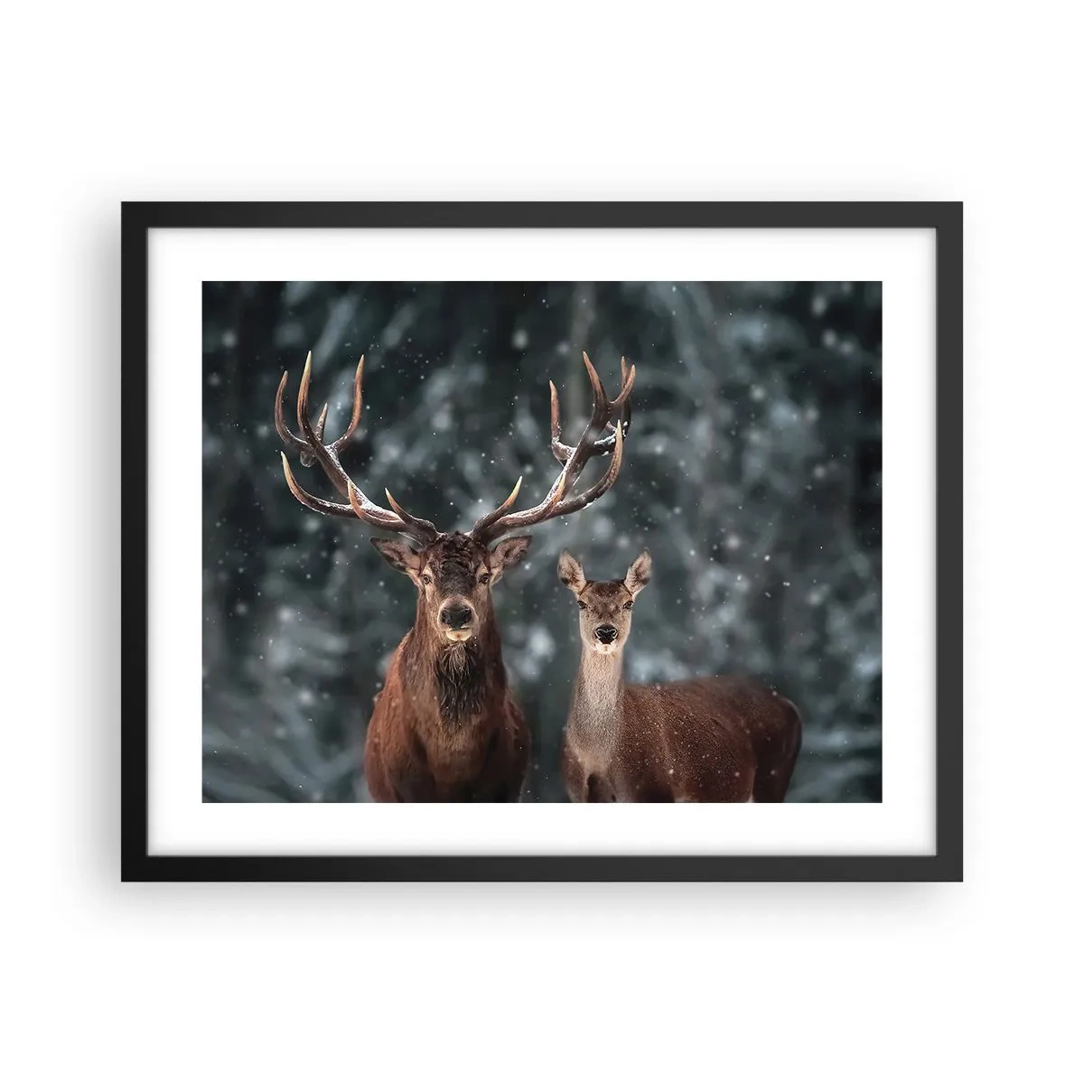Affiche dans un cadre noir - Poster - Le roi de la forêt avec sa femme - 50x40 cm