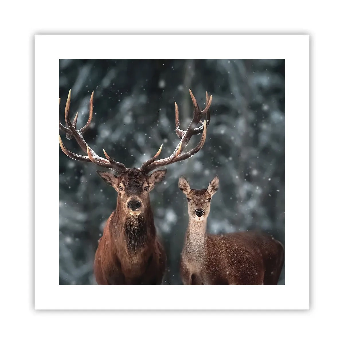 Affiche - Poster - Le roi de la forêt avec sa femme - 40x40 cm