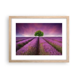 Affiche dans un chêne clair - Poster - Dans un champs de lavande - 40x30 cm