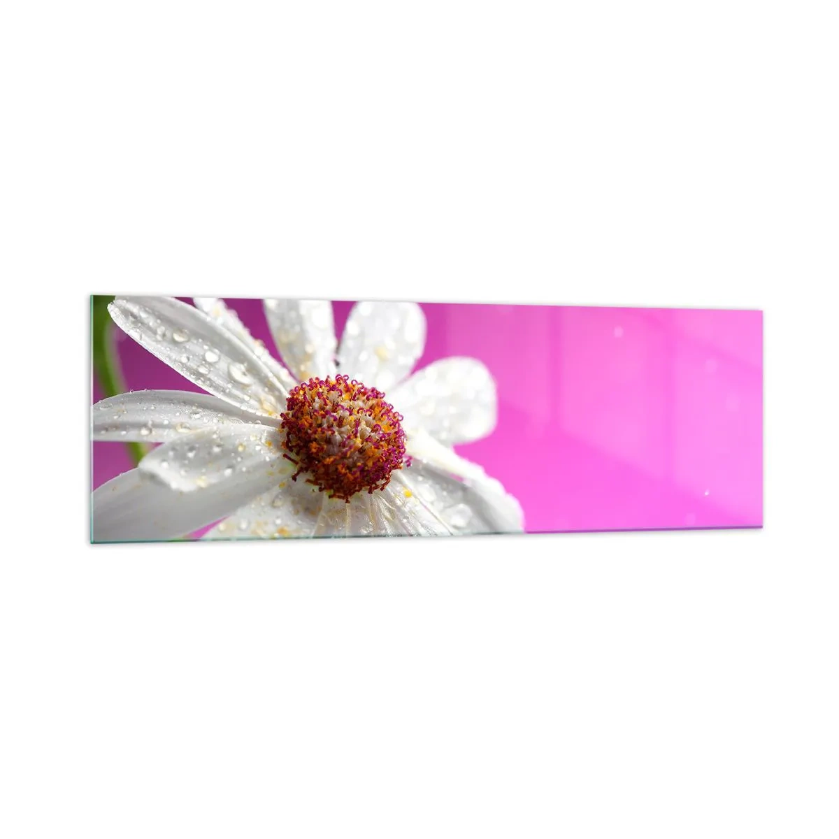 Impression sur verre - Image sur verre - Une marguerite blanche recouverte de gouttes d'eau sur un fond rose - 160x50cm - Modeste dans sa beauté - Décoration murale moderne pour le salon et la chambre ARTTOR