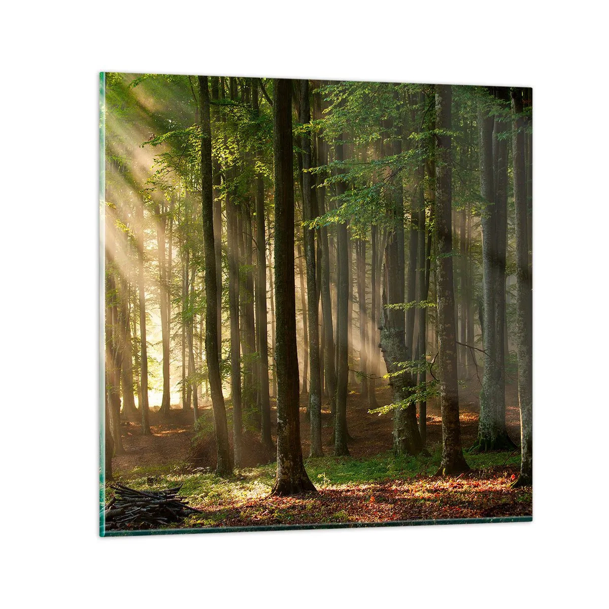 Impression sur verre - Image sur verre - Rayon d'un matin de printemps - 60x60 cm