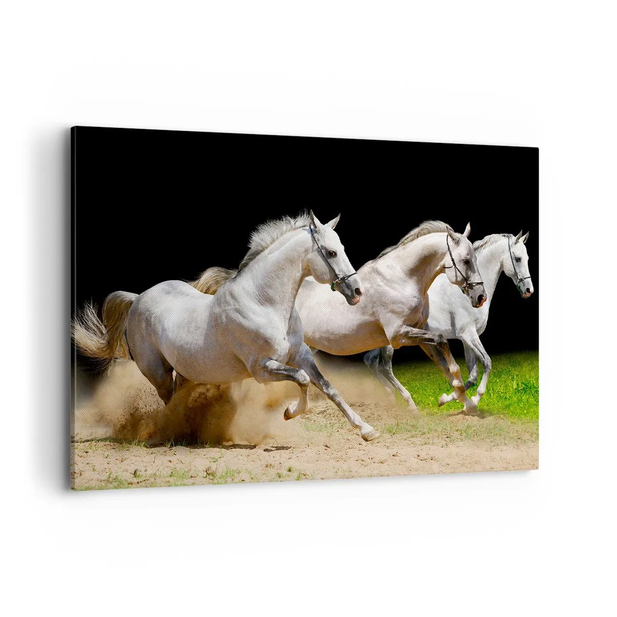 Impression sur toile - Image sur toile - Trois chevaux blancs galopant sur le sable et l'herbe - 100x70cm - Trois Grâces - Décoration murale moderne pour le salon et la chambre ARTTOR