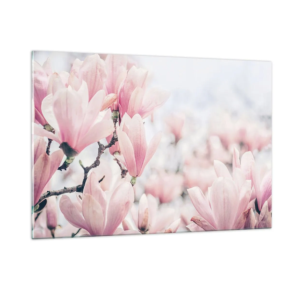 Impression sur verre - Image sur verre - Magnolias roses délicats sur fond clair - 120x80cm - Idéal de la subtilité - Décoration murale moderne pour le salon et la chambre ARTTOR