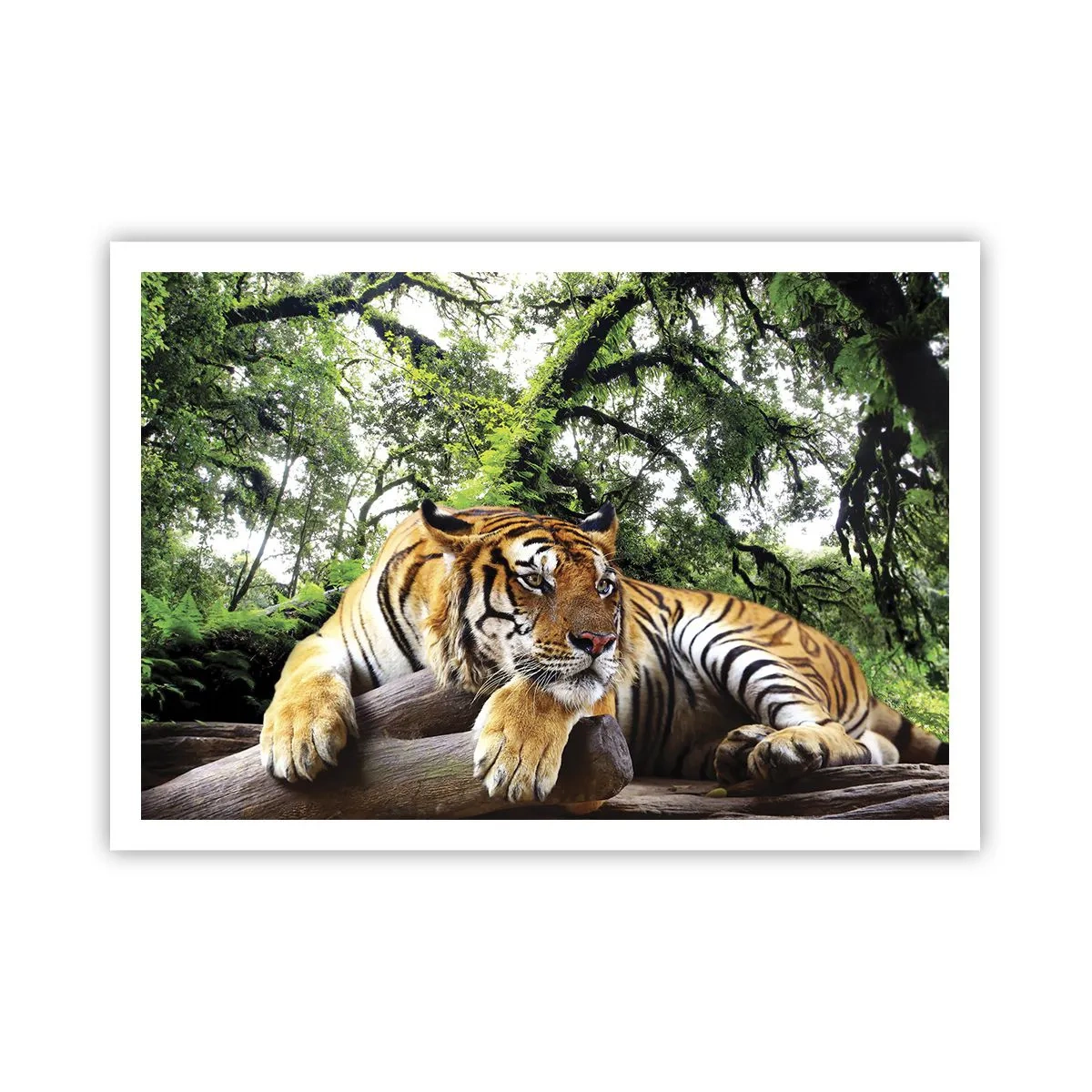 Affiche - Poster - Un tigre se reposant dans une forêt tropicale - 100x70cm - Cordialement - Décoration murale moderne pour le salon et la chambre ARTTOR