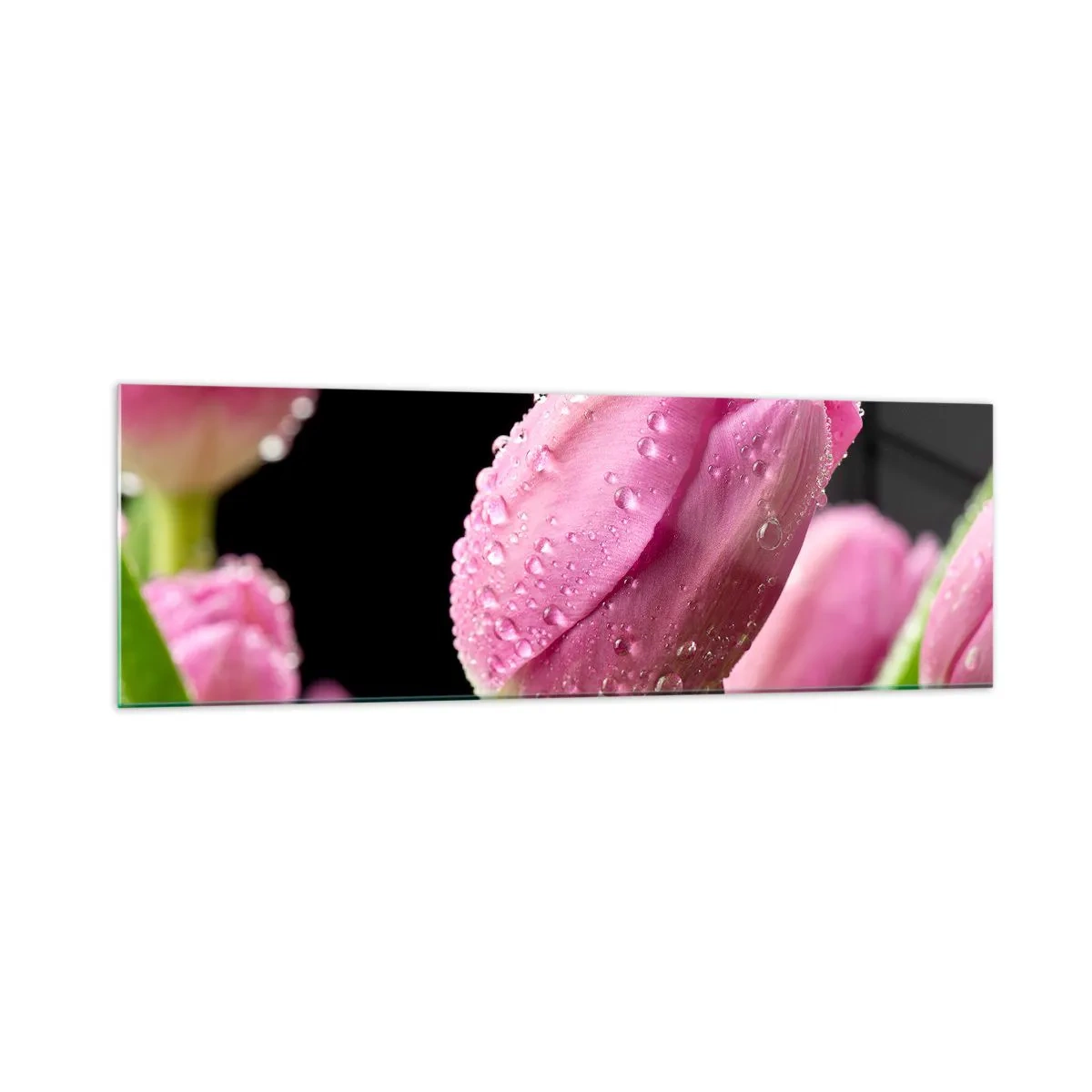 Impression sur verre - Image sur verre - Tulipe rose avec des gouttes d'eau sur fond noir - 160x50cm - Rêve de lilas dans la rosée - Décoration murale moderne pour le salon et la chambre ARTTOR