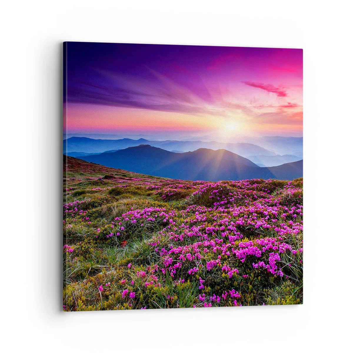 Impression sur toile - Image sur toile - Les herbes sentaient les grappes fraîches de la récolte - 70x70 cm