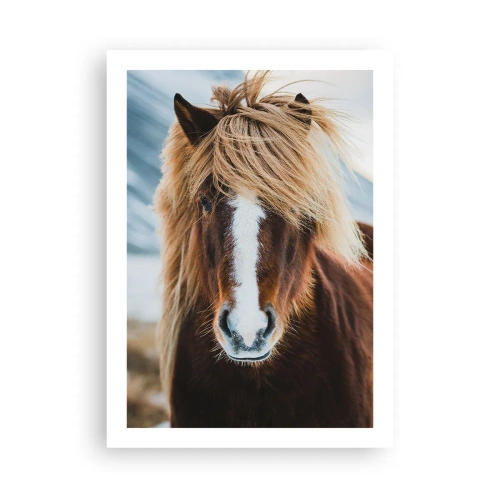 Affiche - Poster - Gros plan d'un cheval islandais avec une crinière flottante sur un fond naturel. - 50x70cm - Sentez-vous la liberté ? - Décoration murale moderne pour le salon et la chambre ARTTOR