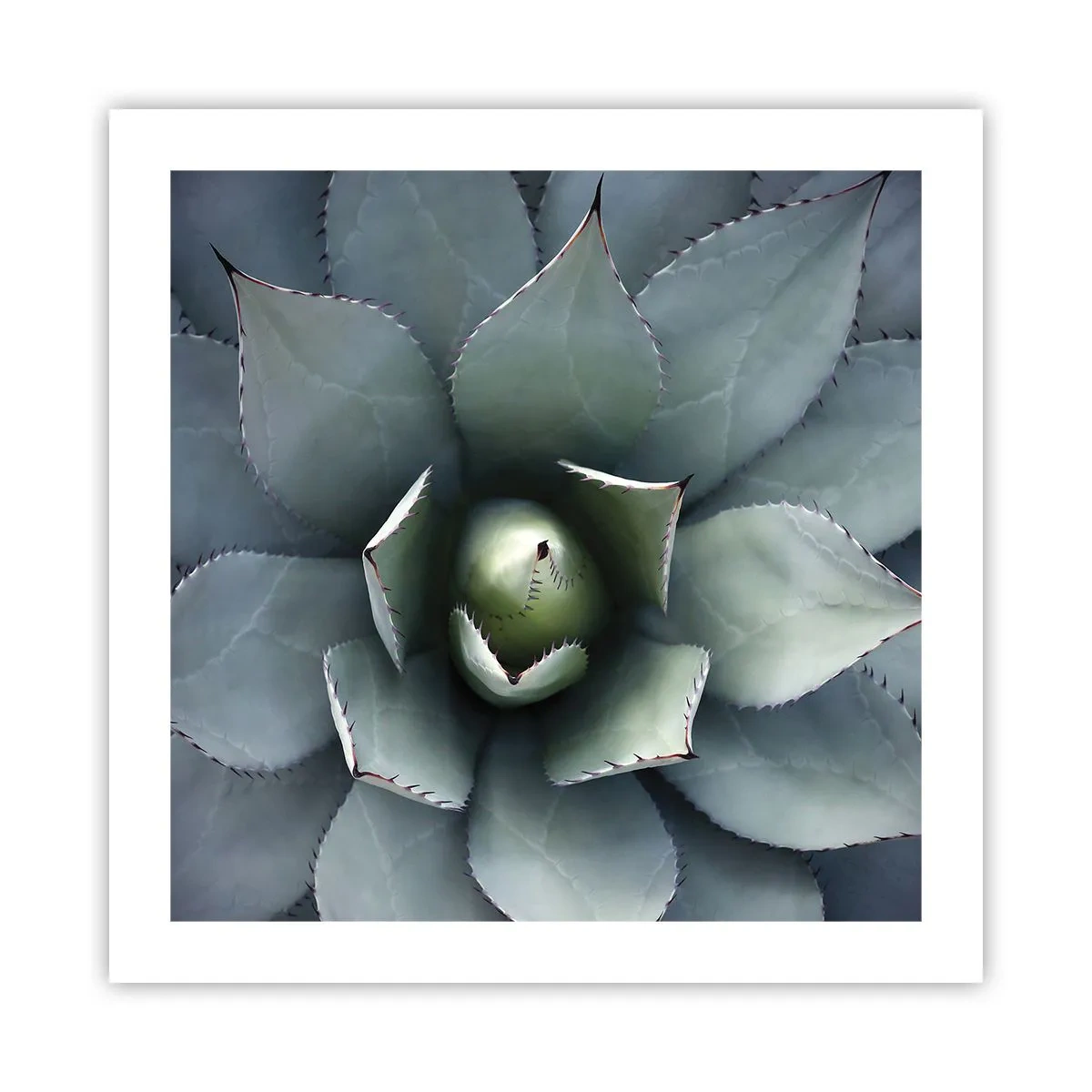 Affiche - Poster - Wabi et observe - 50x50 cm
