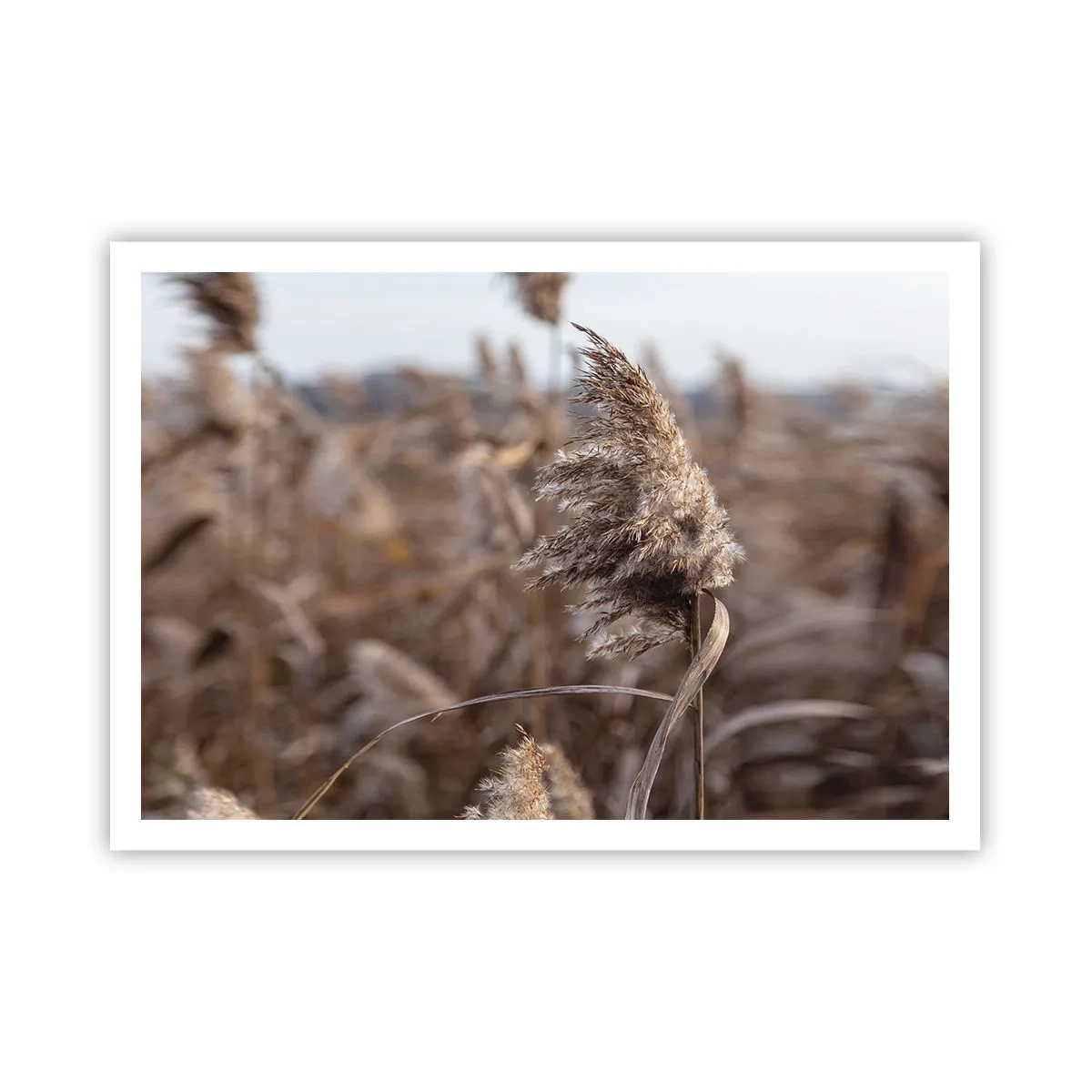 Affiche - Poster - Graminées délicates dans des tons beiges sur fond de nature - 100x70cm - Il est temps de s'envoler avec le vent - Décoration murale moderne pour le salon et la chambre ARTTOR