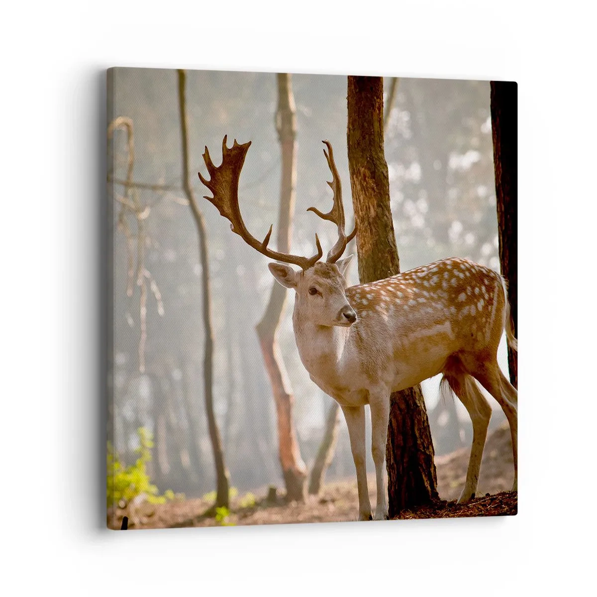 Impression sur toile - Image sur toile - La lumière de la jeunesse - 40x40 cm