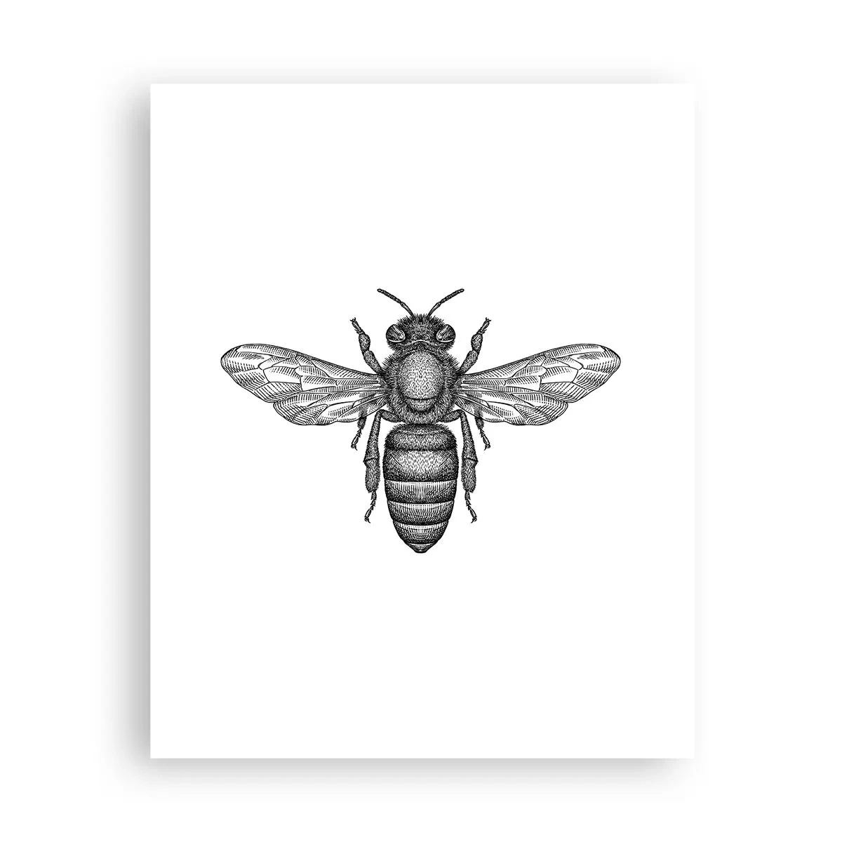 Affiche - Poster - Portrait d'insecte - 40x50 cm