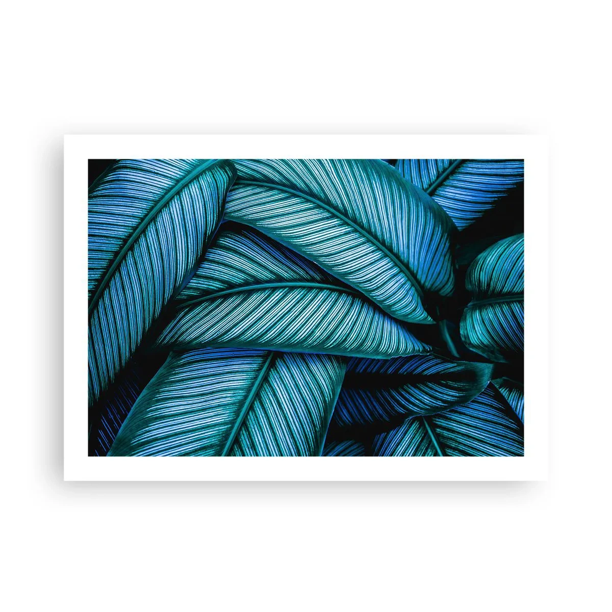 Affiche - Poster - Lignes de vie - 70x50 cm