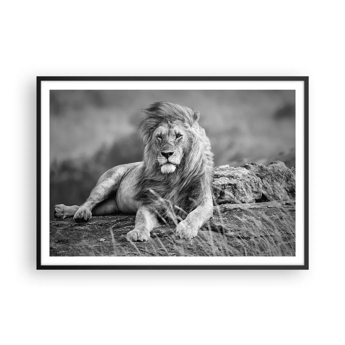 Affiche dans un cadre noir - Poster - Lion reposant sur un rocher dans un style monochrome - 100x70cm - Sieste royale - Décoration murale moderne pour le salon et la chambre ARTTOR