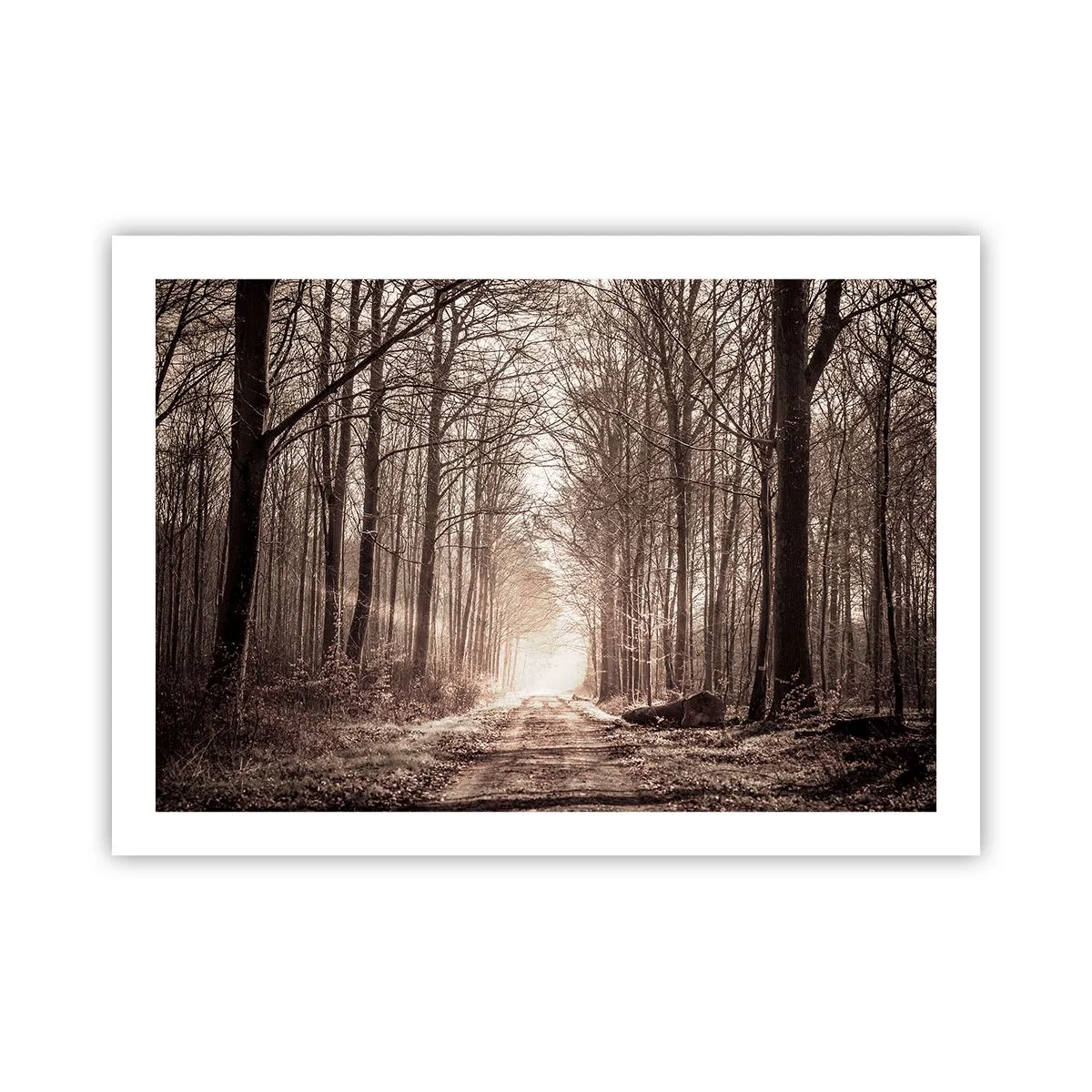 Affiche - Poster - Cathédrale de la forêt - 70x50 cm