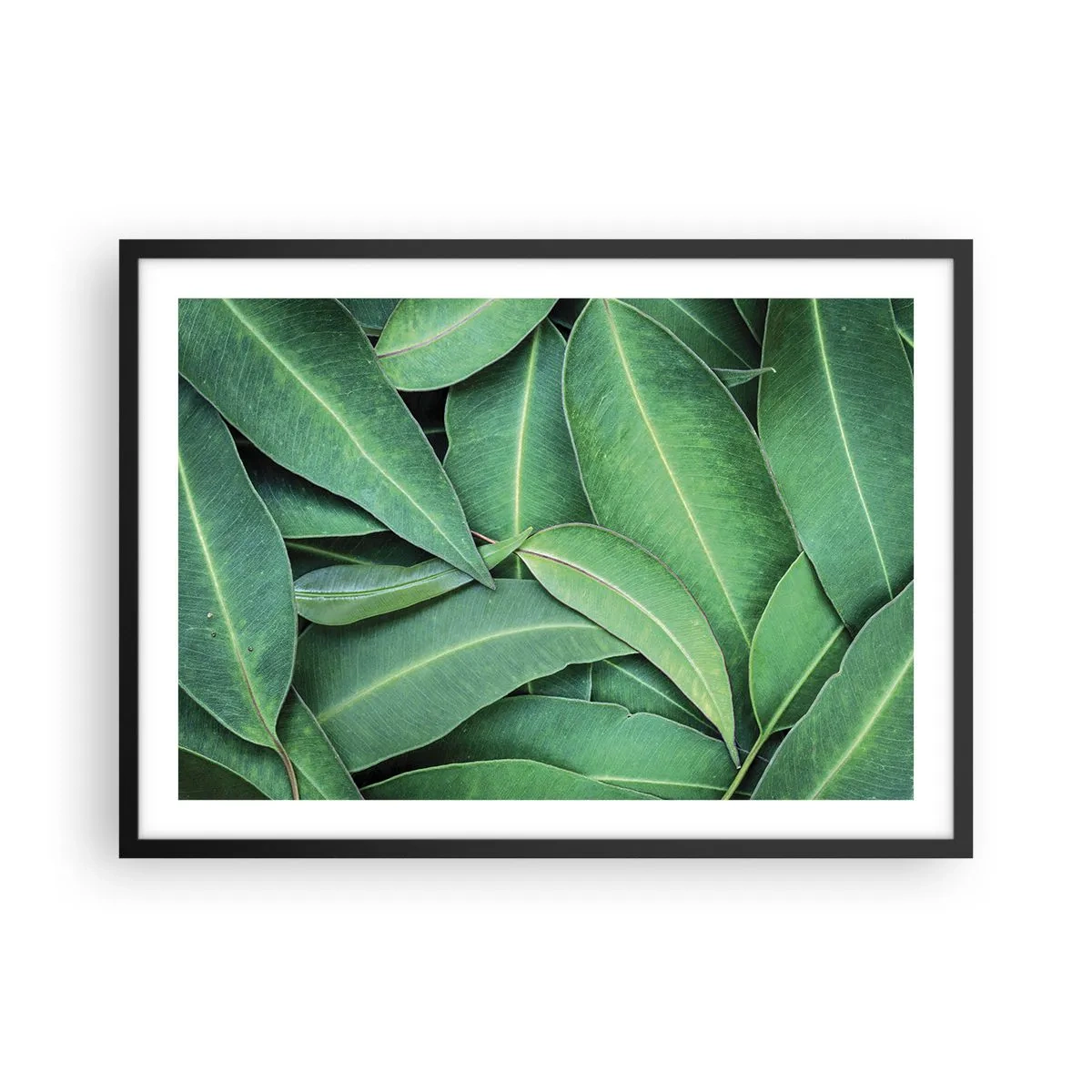 Affiche dans un cadre noir - Poster - Gros plan de feuilles vertes créant un motif naturel - 70x50cm - Juteux et frais - Décoration murale moderne pour le salon et la chambre ARTTOR