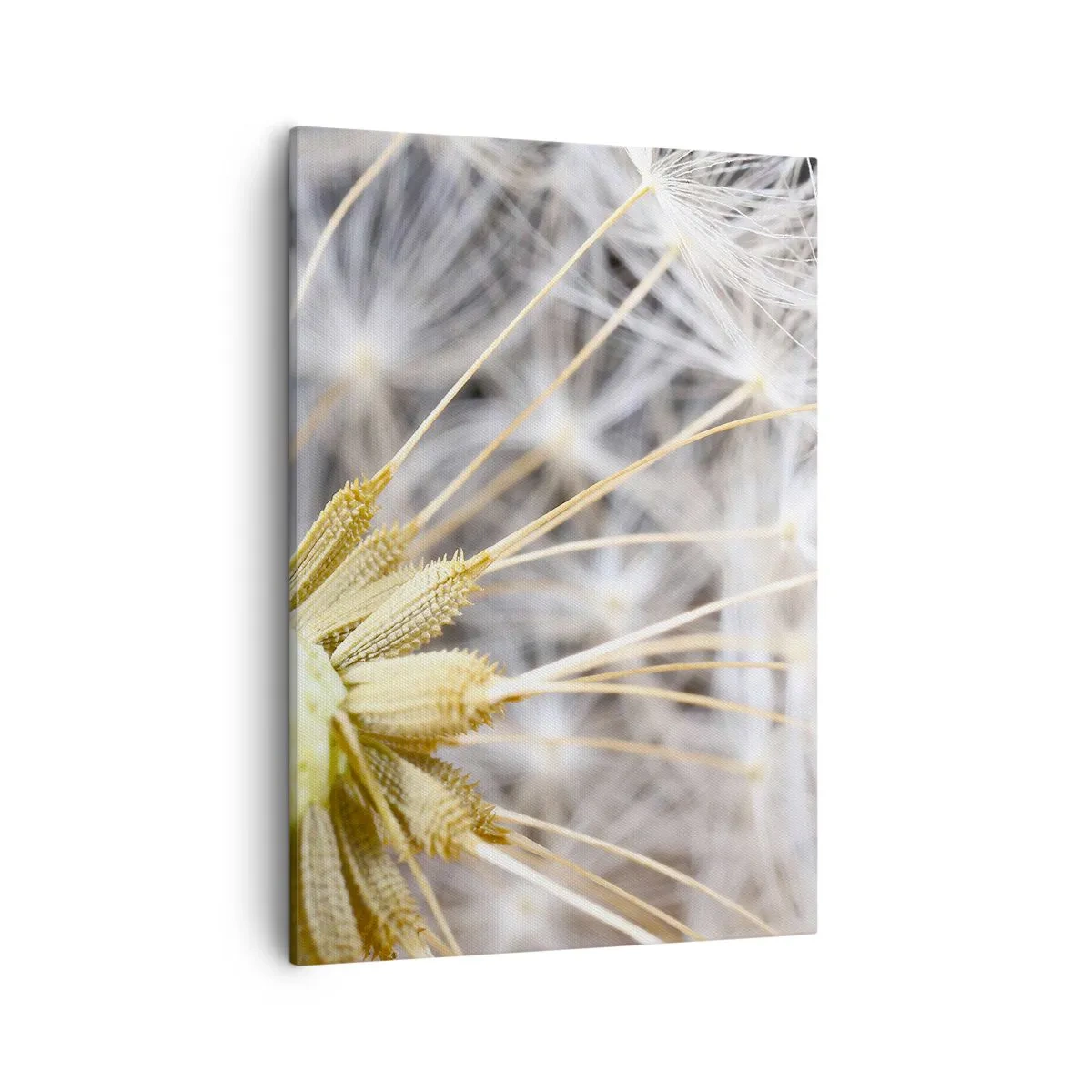 Impression sur toile - Image sur toile - Photographie macro d'un pissenlit aux graines délicates - 50x70cm - Juste avant le départ - Décoration murale moderne pour le salon et la chambre ARTTOR